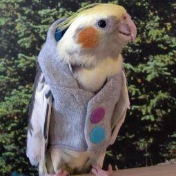 Avian Fashions Hoodie Rainbow