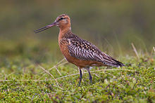 Today is World Migratory Bird Day