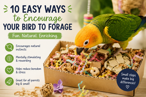 10 Easy Ways to Encourage Your Bird to Forage