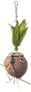 Coconut Flowerpot