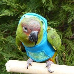 Avian Fashions Hoodie - Aqua Yoga-PARROTBOX PET SUPPLIES