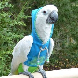 Avian Fashions Hoodie - Aqua Yoga-PARROTBOX PET SUPPLIES