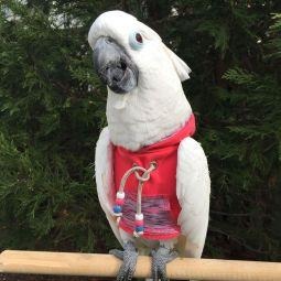 Avian Fashions Hoodie - Coral Yoga-PARROTBOX PET SUPPLIES