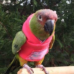 Avian Fashions Hoodie - Coral Yoga-PARROTBOX PET SUPPLIES