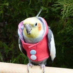 Avian Fashions Hoodie - Coral Yoga-PARROTBOX PET SUPPLIES