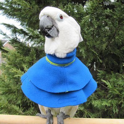 Avian Fashions Poncho-PARROTBOX PET SUPPLIES