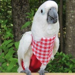 Avian Fashions Bandana - Red and White-PARROTBOX PET SUPPLIES