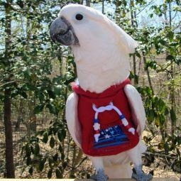 Avian Fashions Hoodie - Red Fireworks-PARROTBOX PET SUPPLIES
