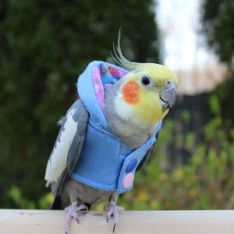 Avian Fashions Hoodie - Monet-PARROTBOX PET SUPPLIES