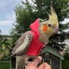 Avian Fashions Hoodie - Summer Crush