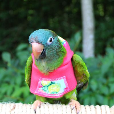 Avian Fashions Hoodie - Summer Crush