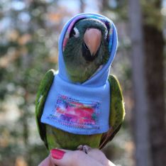 Avian Fashions Hoodie - Monet-PARROTBOX PET SUPPLIES